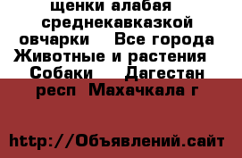 щенки алабая ( среднекавказкой овчарки) - Все города Животные и растения » Собаки   . Дагестан респ.,Махачкала г.